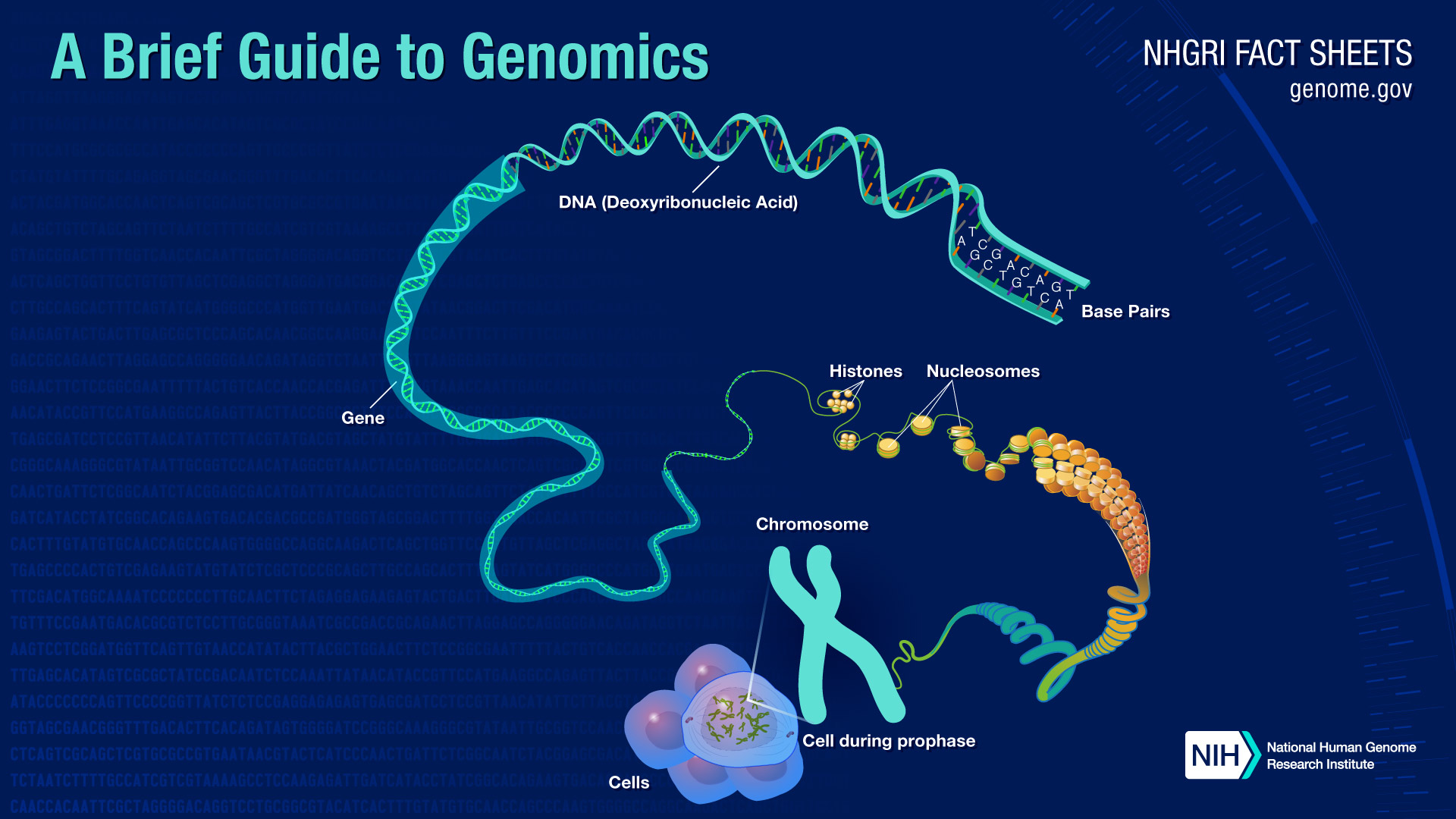 Illustration showing the structure of genetic material from DNA to the cell. The image traces how DNA, composed of base pairs, coils around histone proteins to form nucleosomes, which further organize into chromosomes inside the cell nucleus. Labels identify genes, base pairs, histones, nucleosomes, chromosomes, and a cell during prophase.
